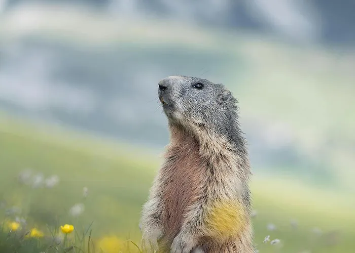 公寓 Alpa - Champagny-en-vanoise *