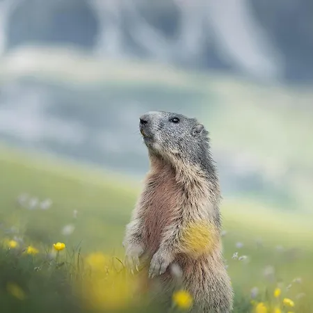 Apartment Alpa - Champagny-en-vanoise *