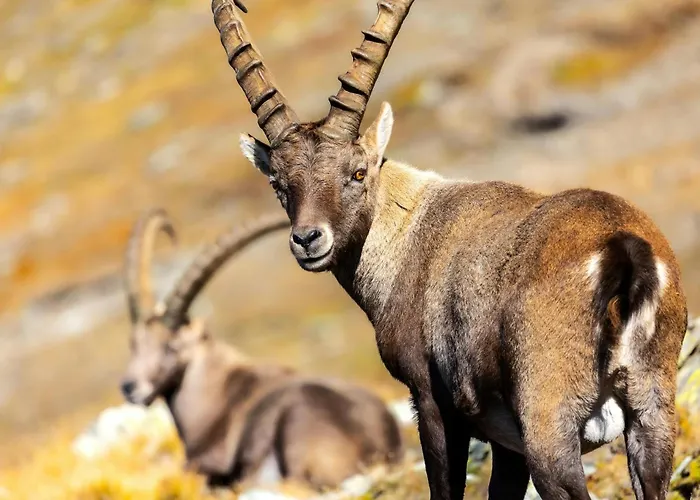 Alpa - Champagny-en-vanoise *